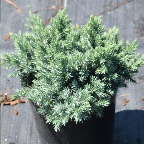 Juniperus squamata 'Blue Star'  - Blue Star Juniper - Shipped