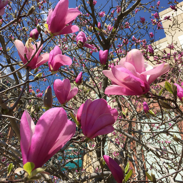 Magnolia 'Ann'  - Ann Magnolia - Shipped