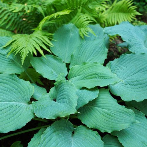 Hosta 'Diamond Lake' PP30769  - PW® Shadowland® Diamond Lake Hosta - Shipped