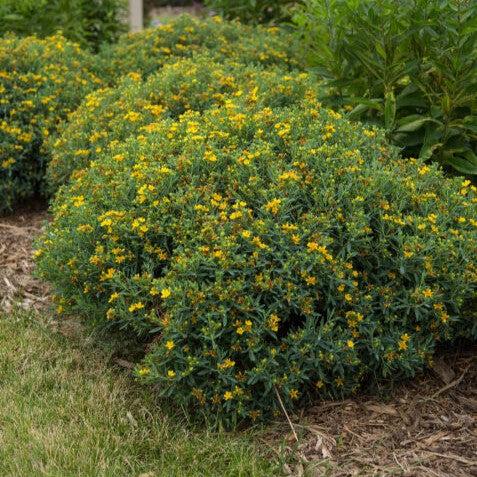 Hypericum kalmianum 'PIIHYP-I'  - First Editions® Cobalt-n-Gold™ St. John's Wort - Shipped