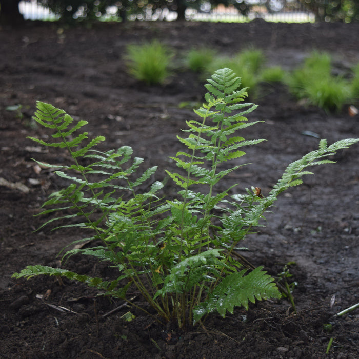 Dryopteris marginalis  - Eastern Wood Fern, Leatherwood Fern - Shipped