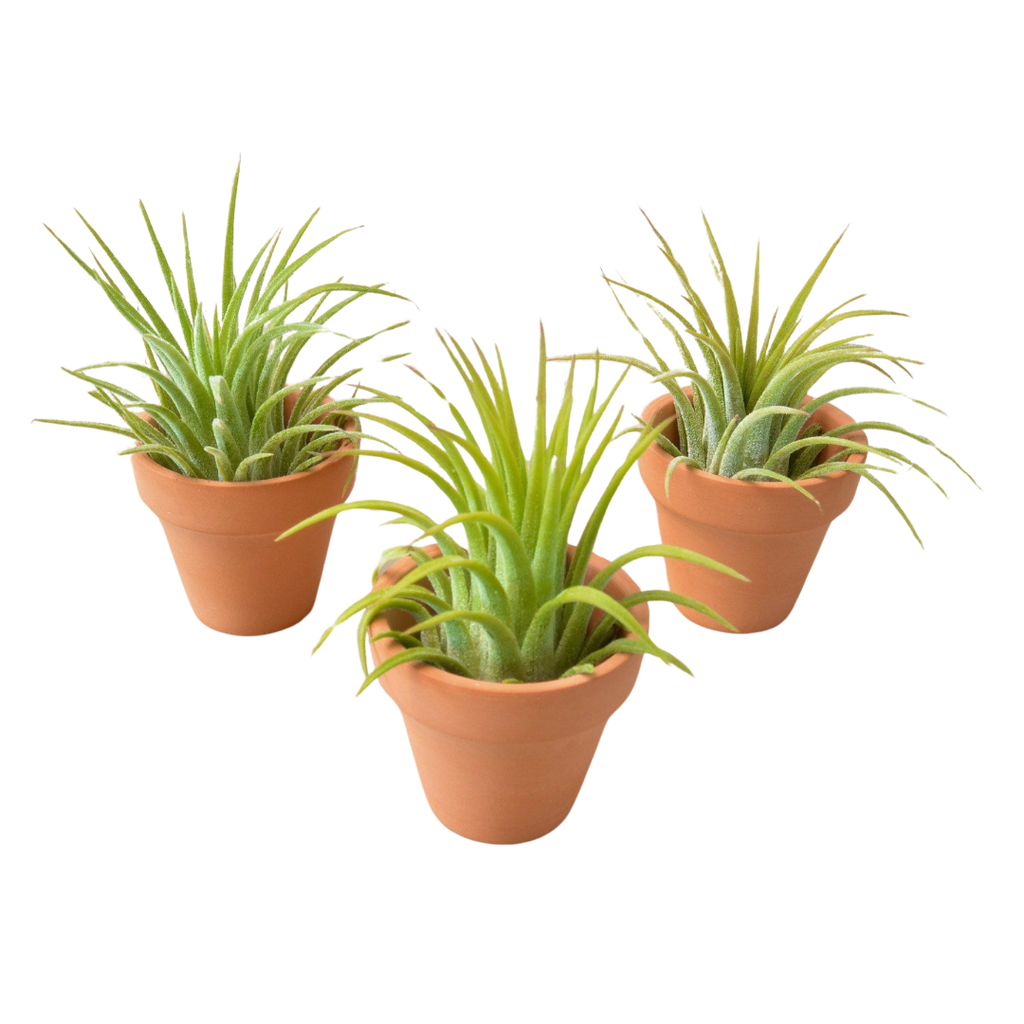 aloe air plant 3 Ionantha Air Plants with Mini Terra Cotta Pots — The Gardeners' Choice