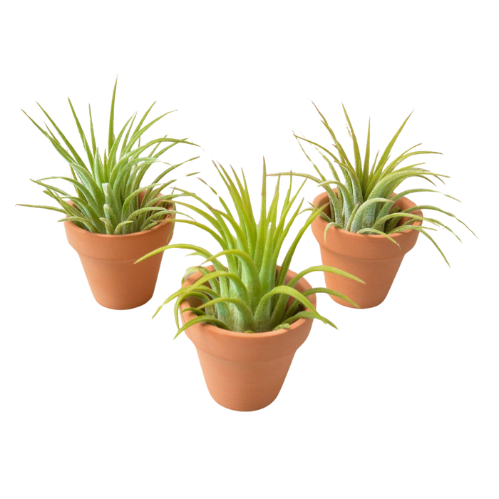 ionantha guatemala air plant 3 Ionantha Air Plants with Mini Terra Cotta Pots — The Gardeners' Choice