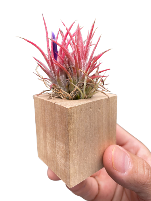 Tillandsia Air Plant Ionantha in Magnetic Wood Planter