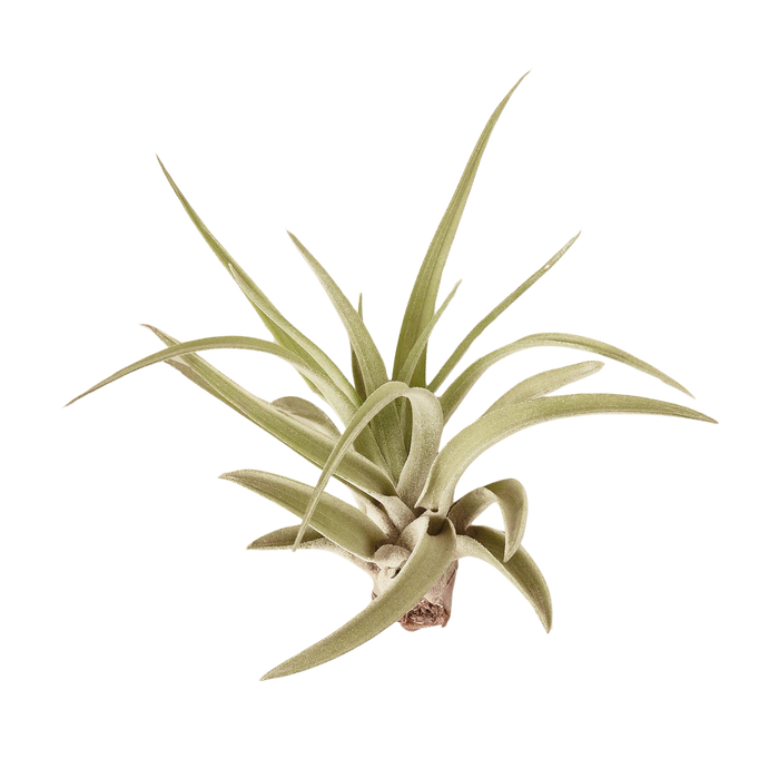 Tillandsia Air Plant Veluntina