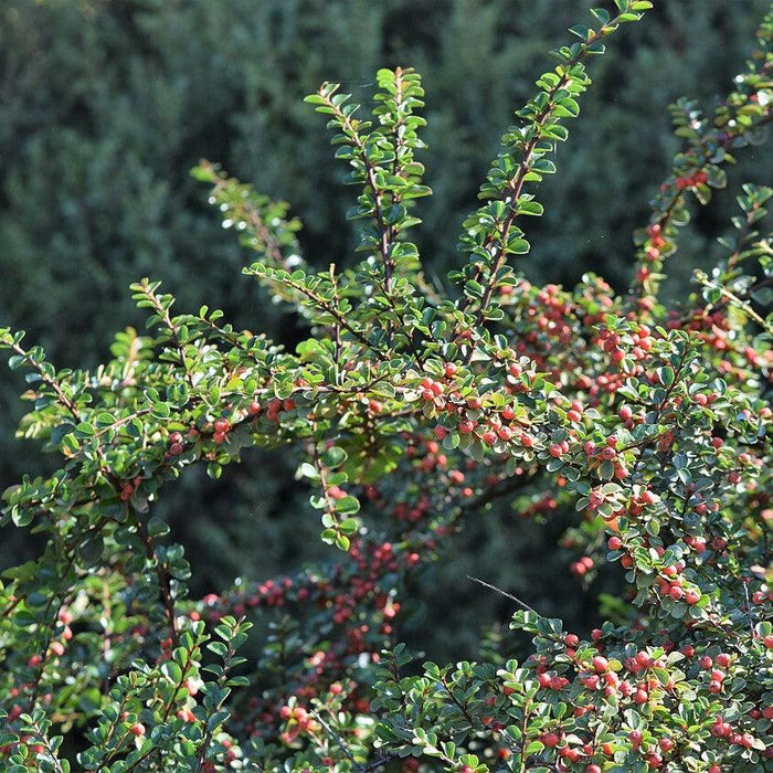Cotoneaster apiculatus  - Cranberry Cotoneaster - Shipped