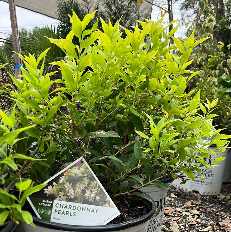 Chardonnay Pearls® Deutzia - Shipped