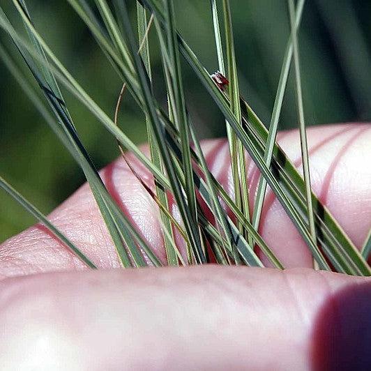Miscanthus sinensis 'Morning Light'  - Morning Light Maiden Grass - Shipped