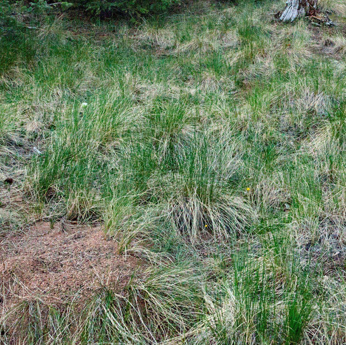 Carex stricta  - Tussock Sedge - Shipped