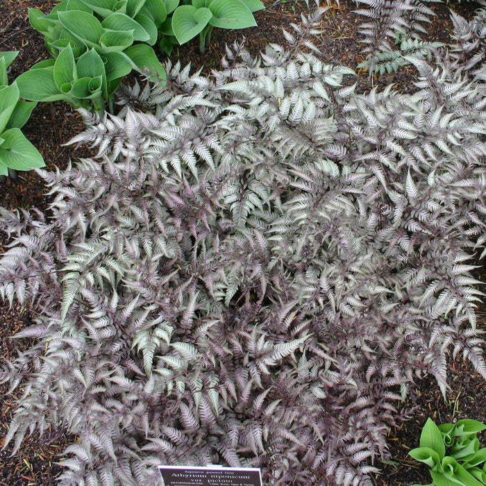 Japanese Painted Fern