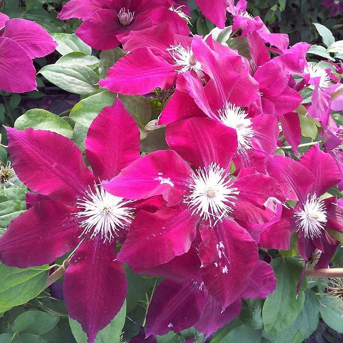 Clematis viticella 'Evipo016'  - Rebecca™ Clematis - Shipped