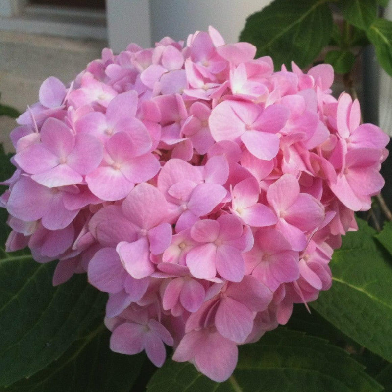 Endless Summer® The Original Hydrangea - Shipped