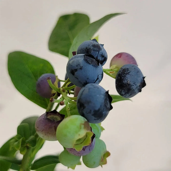 Vaccinium corymbosum 'Earliblue'  - Earliblue Highbush Blueberry - Shipped