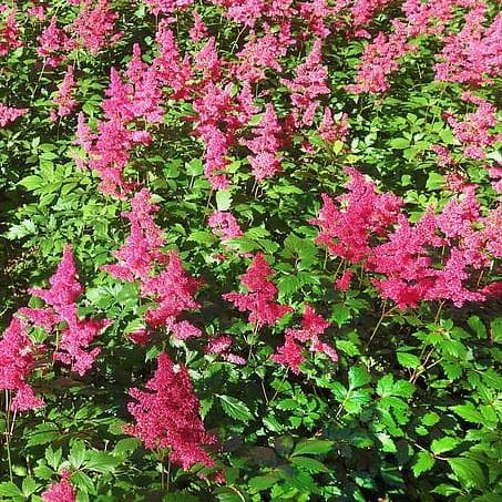 Astilbe chinensis 'Vision in Red'  - Vision in Red Chinese Astilbe - Shipped