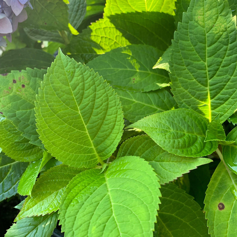 Endless Summer® The Original Hydrangea - Shipped