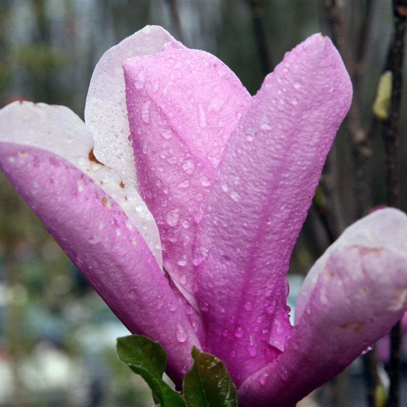 Saucer 'Jane' Magnolia - Shipped