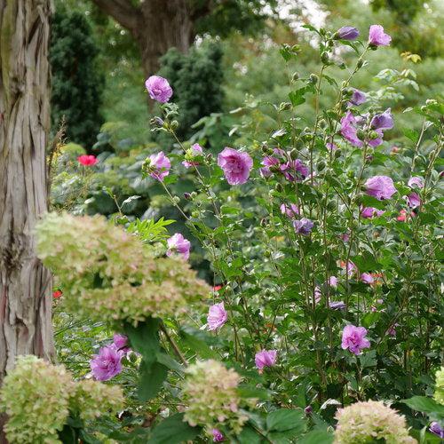 Hibiscus syriacus 'SMNHSPCL'  - Dark Lavender Chiffon® Rose of Sharon - Shipped