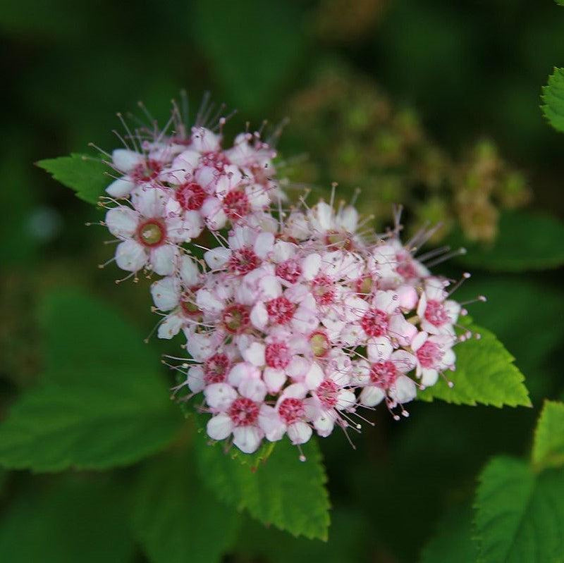 Little Princess Spirea - Shipped