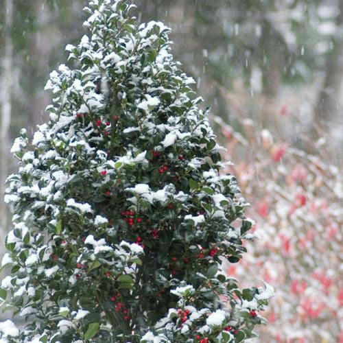 Holly (Ilex x meserveae) Castle Spire® - Shipped