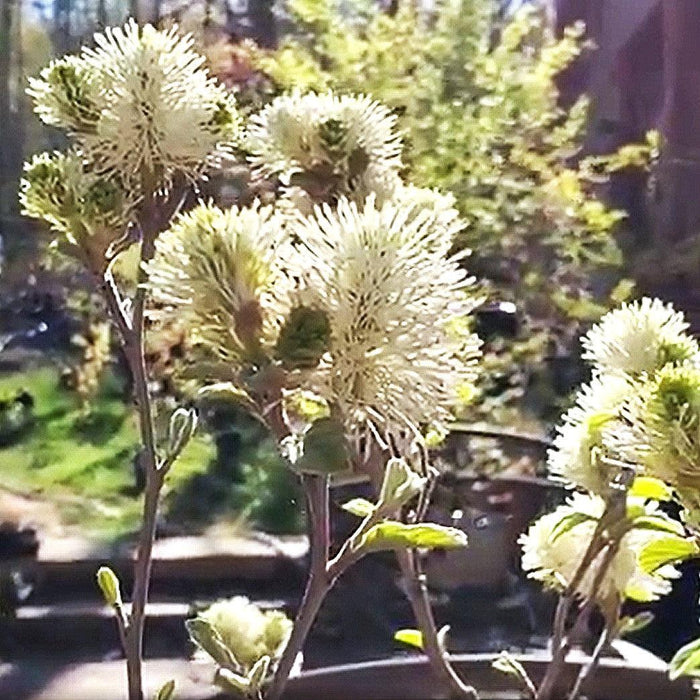 Fothergilla x intermedia 'Blue Shadow'  - Blue Shadow Fothergilla - Shipped