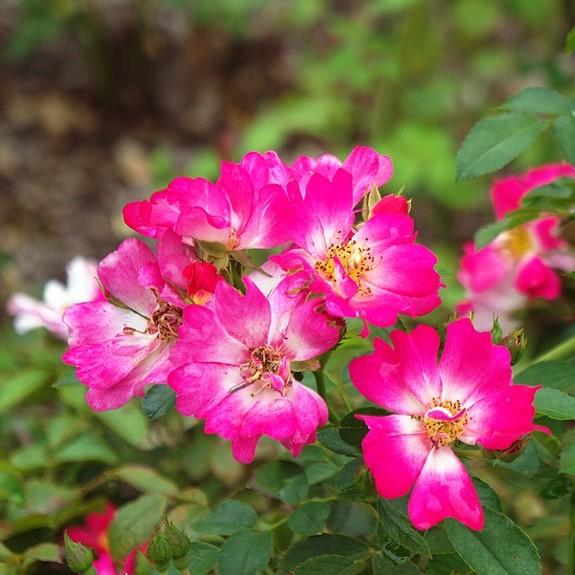 Pink Drift® Rose - Shipped
