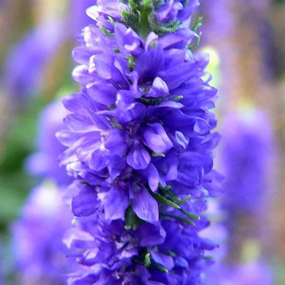 Royal Candles Speedwell - Shipped