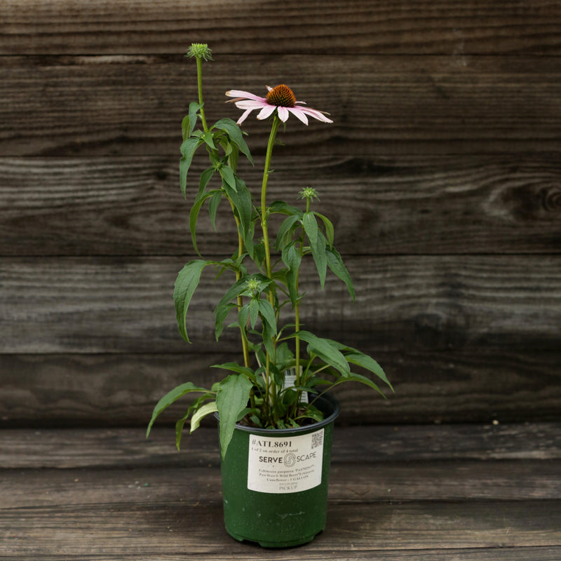 PowWow® Wild Berry Echinacea, Coneflower - Shipped