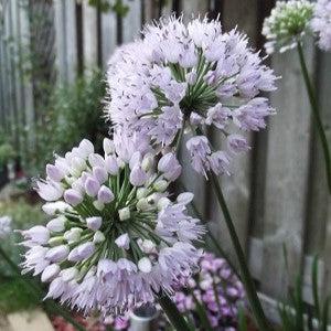 Summer Beauty Ornamental Onion - Shipped