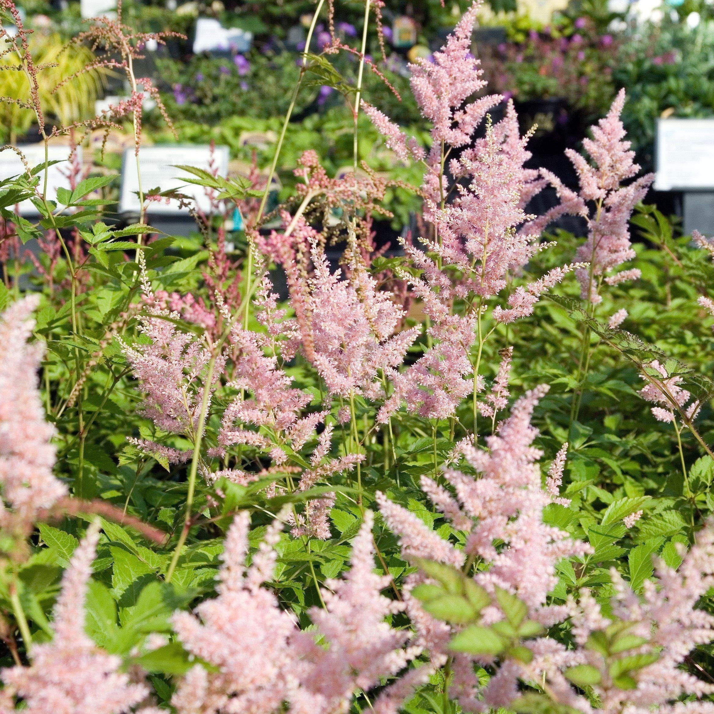 Peach Blossom Japanese Astilbe - Shipped — The Gardeners' Choice