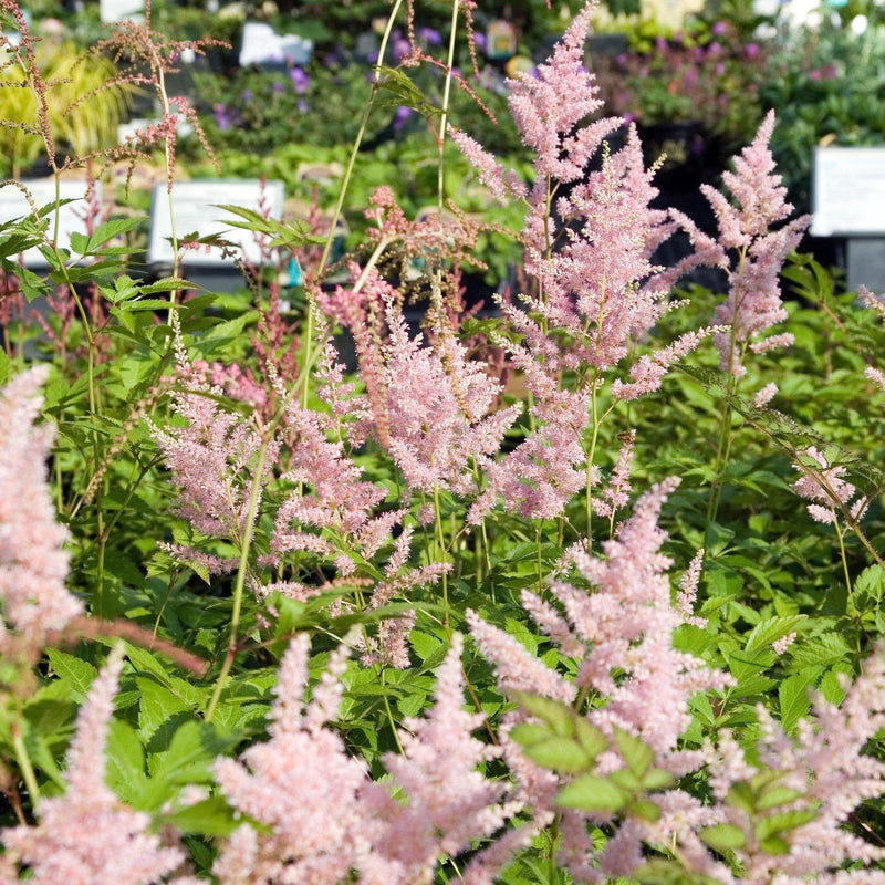 Peach Blossom Japanese Astilbe - Shipped
