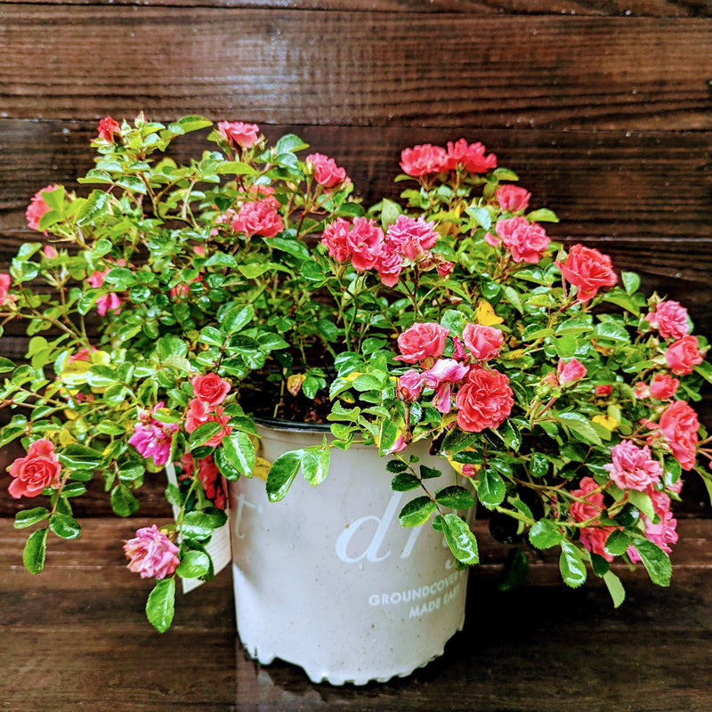 Coral Drift® Rose - Shipped