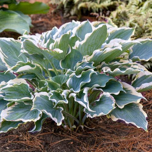Hosta 'Hope Springs Eternal' PP33,266  - PW® Shadowland® Hope Springs Eternal Hosta - Shipped