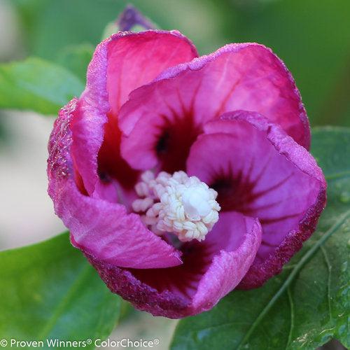 Hibiscus syriacus 'SHIMRV24'  - PW® Lil' Kim® Violet Hibiscus - Shipped