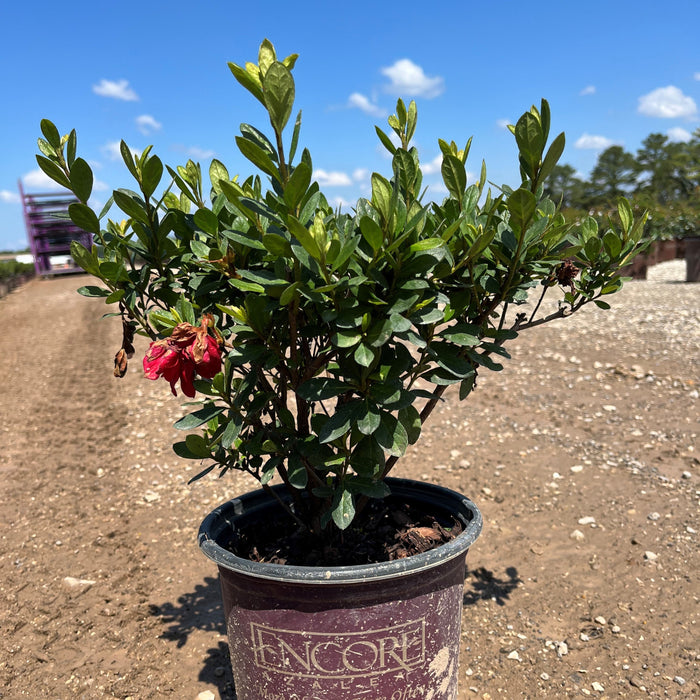Rhododendron ‘Robleza’  - Encore® Autumn Bonfire™ Azalea - Shipped