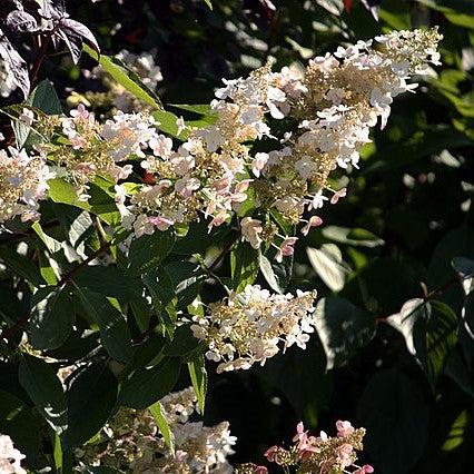 Hydrangea paniculata 'Hpopr013'  - Bloomin' Easy® Lava Lamp® Candelabra® Hydrangea