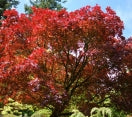 Japanese Maple (Acer palmatum) ´Bloodgood´ -  - In Store Pickup
