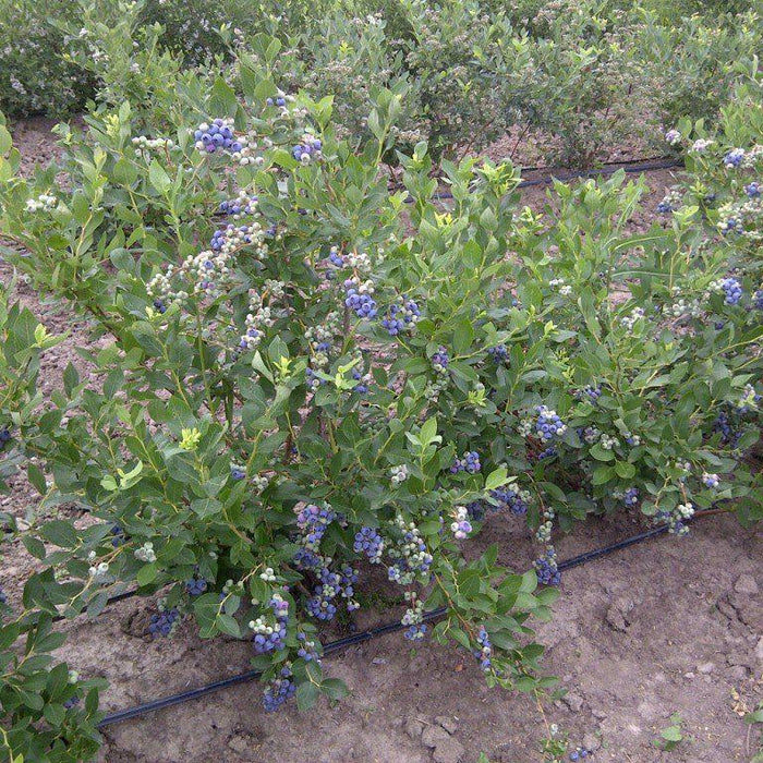 Vaccinium corymbosum 'Duke'  - Duke Highbush Blueberry - Shipped