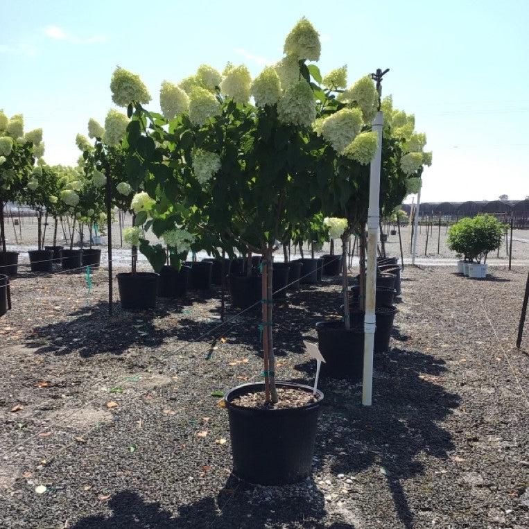 Proven Winners® Limelight® Hydrangea - Shipped