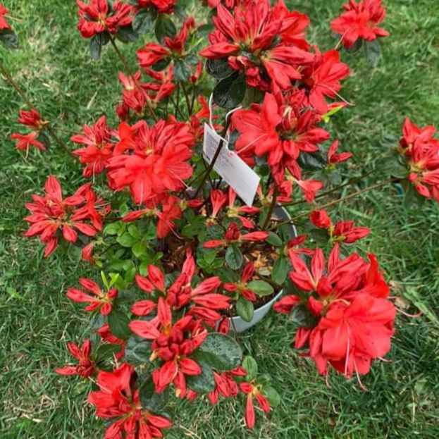 Stewartstonian Azalea - Shipped