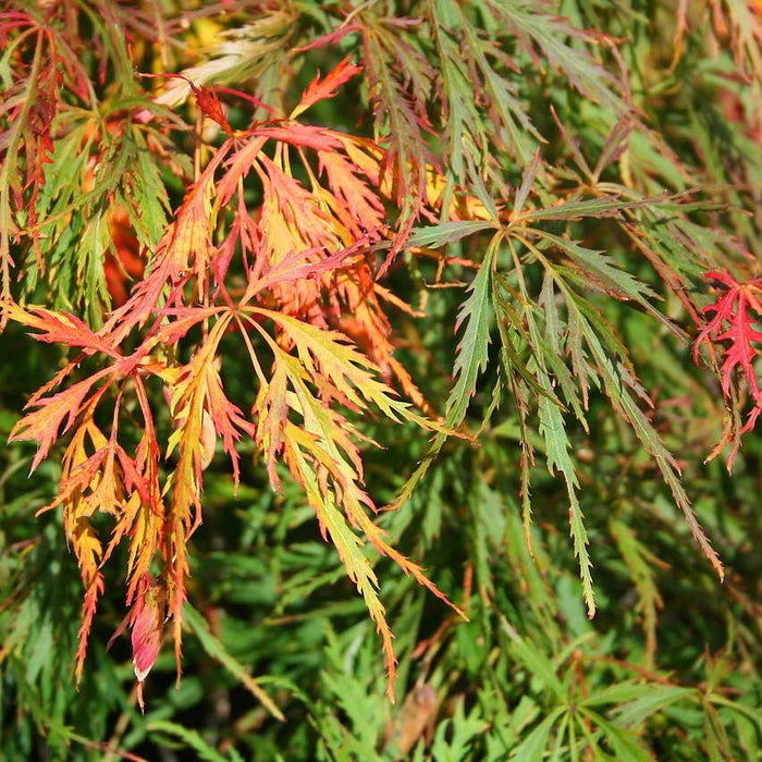 Acer palmatum var. dissectum 'Waterfall'  - Waterfall Japanese Maple - Shipped