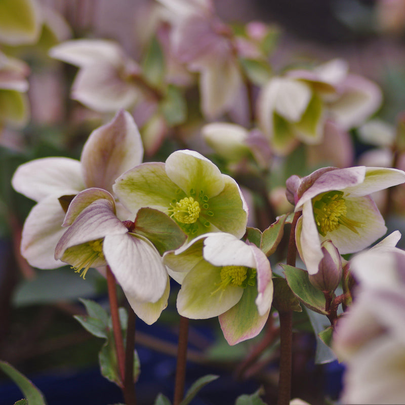 Ivory Prince Lenten Rose - Shipped