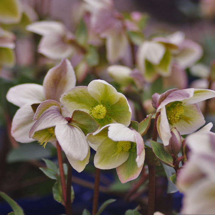 Helleborus 'Walhelivor'  - Ivory Prince Lenten Rose - Shipped