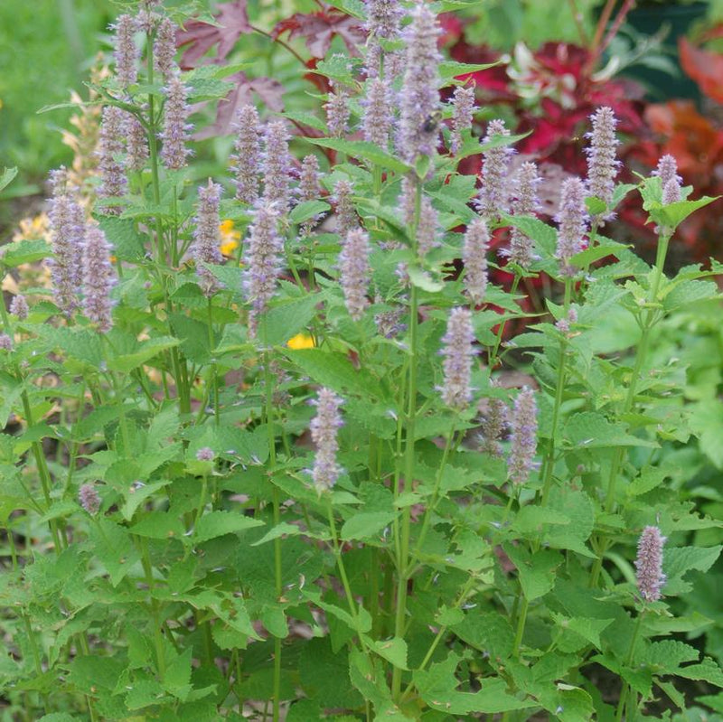 ANISE HYSSOP (AGASTACHE FOENICULUM) - In Store Pickup