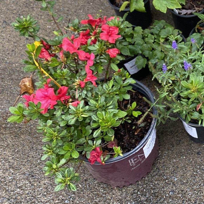 Rhododendron ‘Robleza’  - Encore® Autumn Bonfire™ Azalea - Shipped