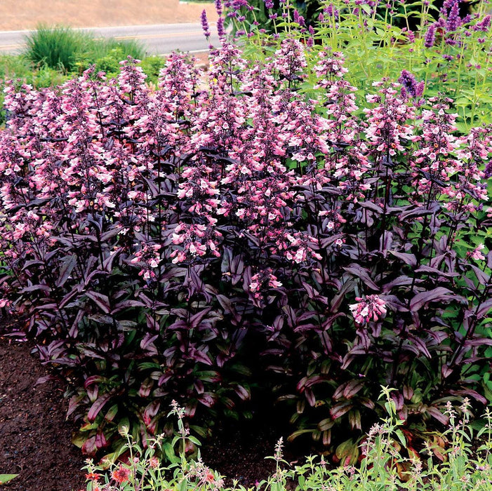 Penstemon digitalis 'TNPENDB'  - DAKOTA™ Burgundy Beardtongue - Shipped