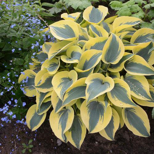 PW® Shadowland® Autumn Frost Hosta - Shipped