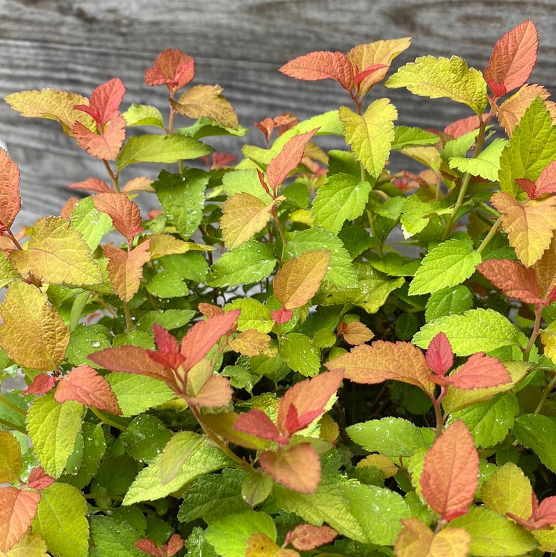 Double Play® Candy Corn® Spirea - Shipped