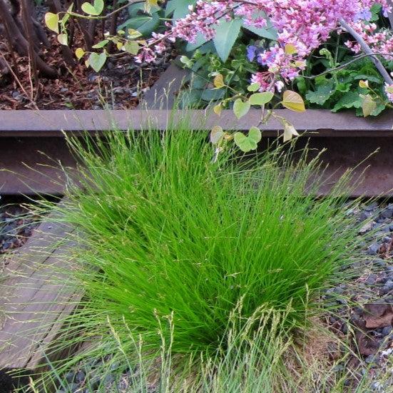 Carex eburnea  - Bristle-leafed Sedge - Shipped