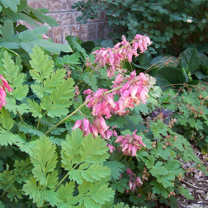 Bleeding Heart - Shipped