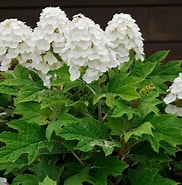HYDRANGEA QUE. - OAKLEAF  `ALICE` - In Store Pickup